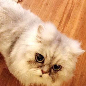 Meet your Posher, Antonio